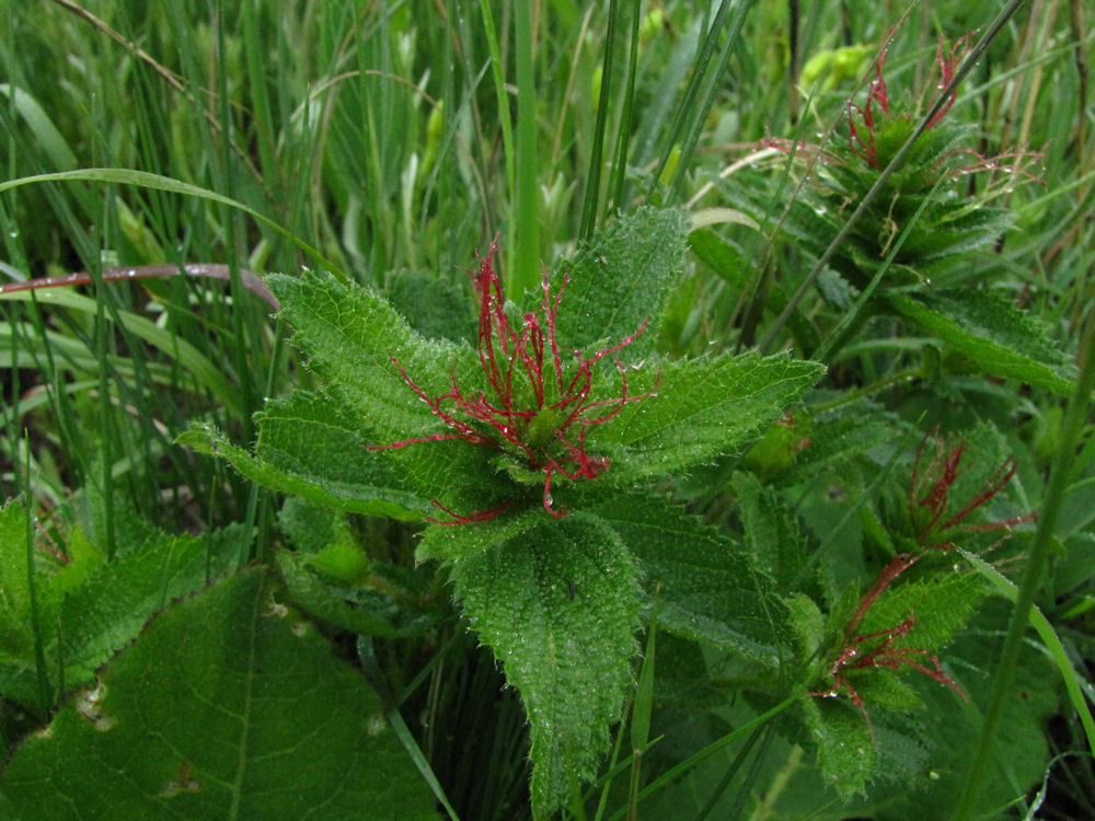 Acalypha female flower on Beacon Hill.res
