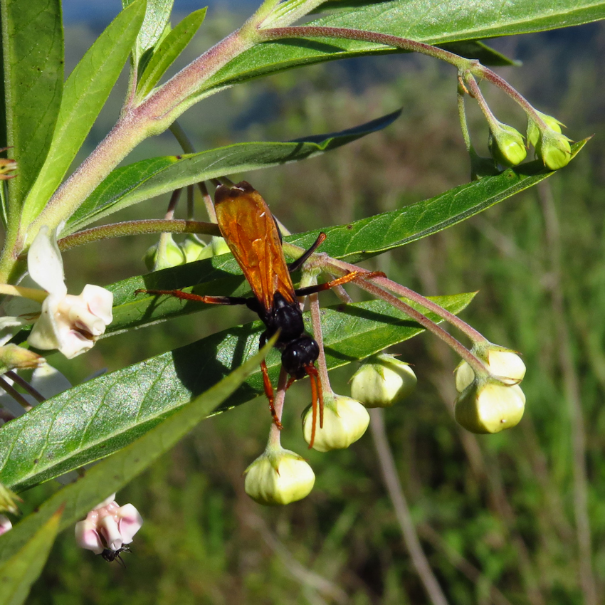 a wasp gomphocarpus