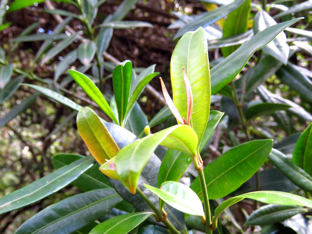 Strophanthus speciosus leaves